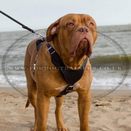 Dogue De Bordeaux Leather Harness for Big Dogs