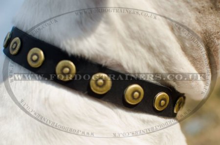 "Twice As Nice" Adorned Dog Collar For American Bulldog 1 In Width