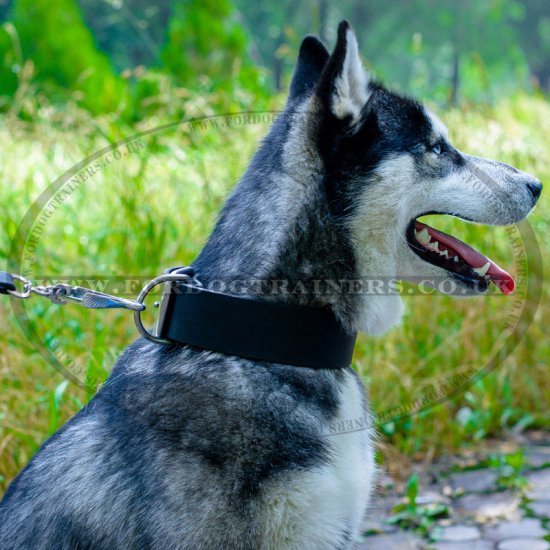 Extra Wide 2 Inch Leather Dog Collar with Buckle for Siberian Husky