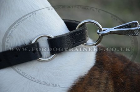 "Grass Snake" Professional American Bulldog Choke Collar 1" Width