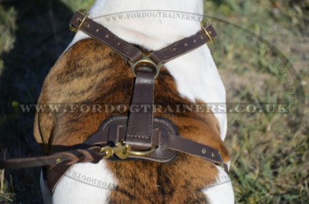 "Daily Walk" High-Quality Leather Dog Harness For American Bulldog UK