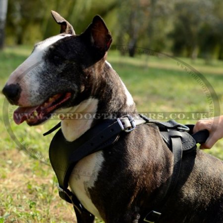 Padded English Bull Terrier Leather Dog Harness Design