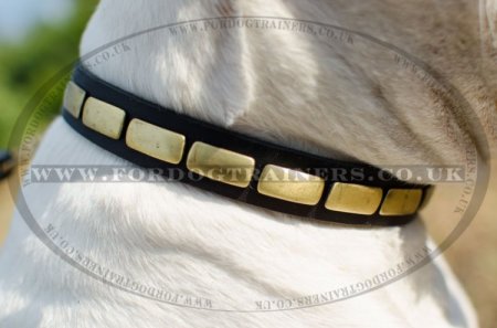 "Luxury" Fascinating Dog Collar For American Bulldog With Brass Studs
