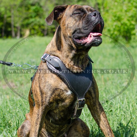 Boxer Dog Walking Harness UK Favorite 90.50