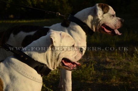 "Easy Control" Agitation Dog Collar For American Bulldog With Handle