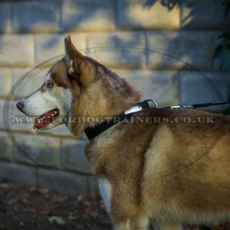 ID Dog Collar Size for Husky in Nylon