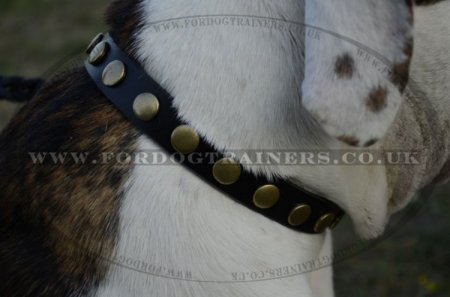 "Celestial Sphere" Best Dog Collar For American Bulldog With Brass Studs