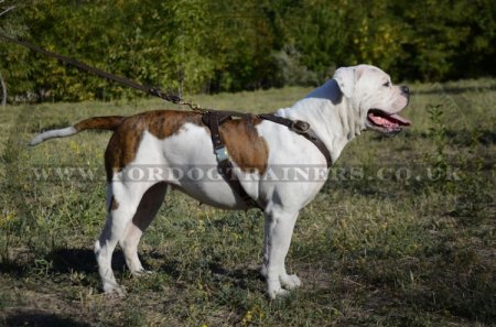 "Daily Walk" High-Quality Leather Dog Harness For American Bulldog UK