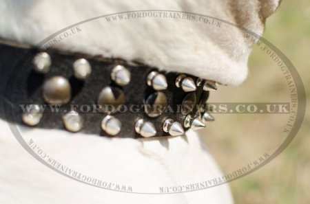 "Thorn Kick" Leather Studded Dog Collar For American Bully