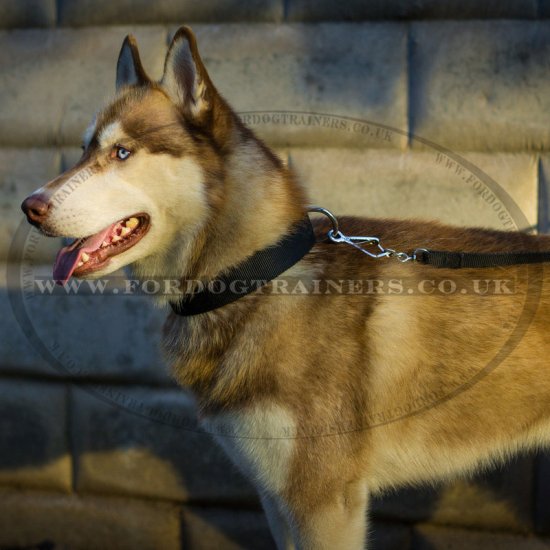 Siberian Husky Dog Collar in Nylon with Metal Belt Buckle