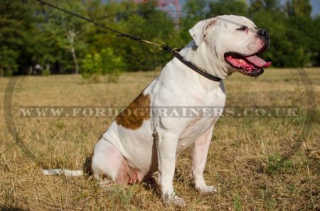 "Grass Snake" Professional American Bulldog Choke Collar 1" Width