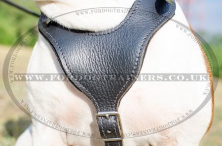 V-Neck American Bulldog Leather Harness for Dog Walking & Training