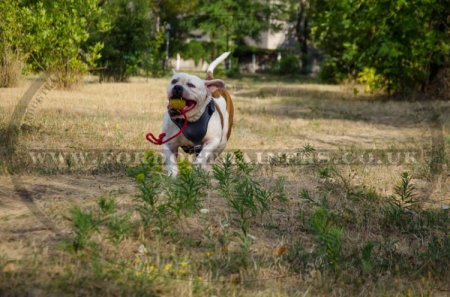 V-Neck American Bulldog Leather Harness for Dog Walking & Training