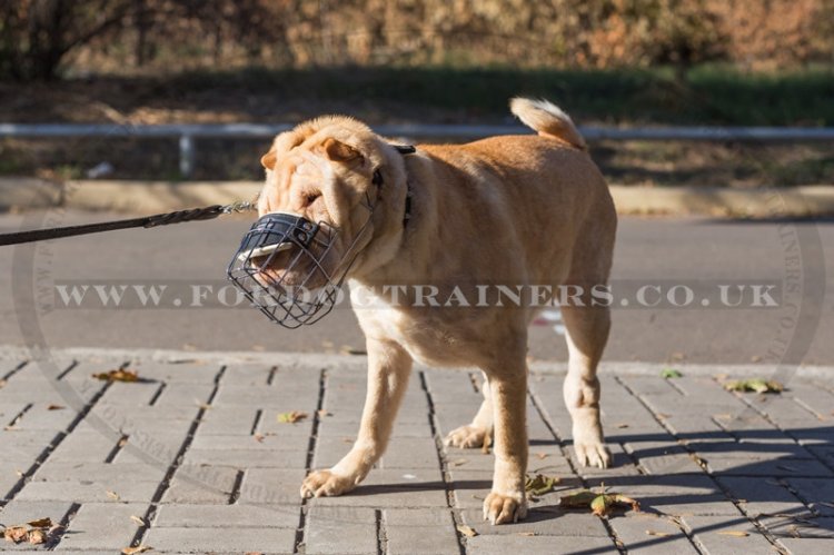 Bestseller Shar Pei Dog Muzzle That Allows Drinking and Eating Panting