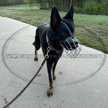 The Best Dog Leash for German Shepherd Made of Leather and Brass