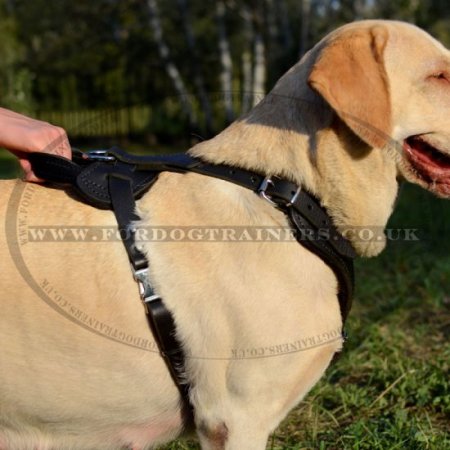 Strong Labrador Retriever Dog Harness