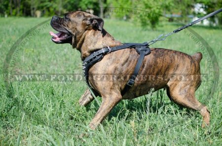 Boxer Dog Leather Harness Padded & Adorned with Pyraminds Hand Made