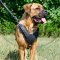 The Best Dog Harness for Cane Corso Comfy Walking