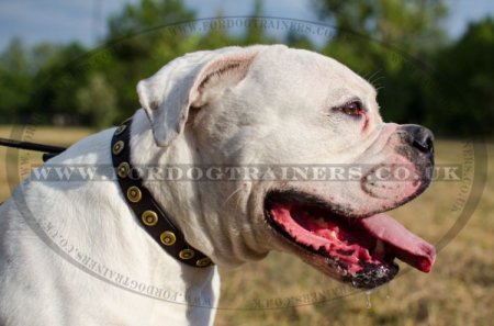 "Twice As Nice" Adorned Dog Collar For American Bulldog 1 In Width