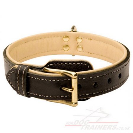 Shar Pei Dog Collar Soft Nappa Padded Design with a Strong Belt Buckle