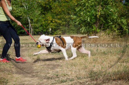 V-Neck American Bulldog Leather Harness for Dog Walking & Training