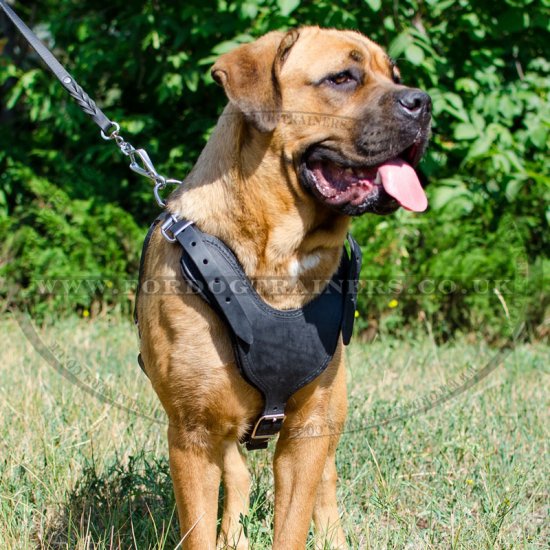 The Best Dog Harness for Cane Corso Comfy Walking