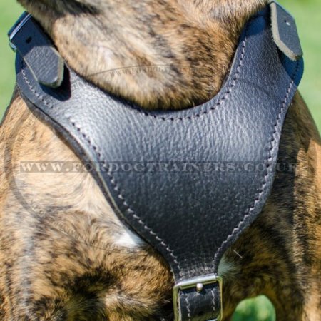 The Best Boxer Dog Walking Harness