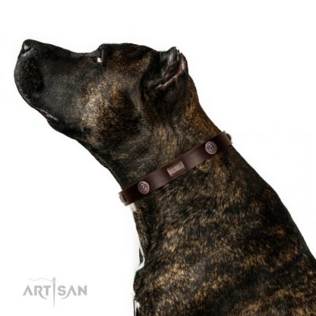 Studded Chocolate Brown Leather Dog Collar For Active Walking