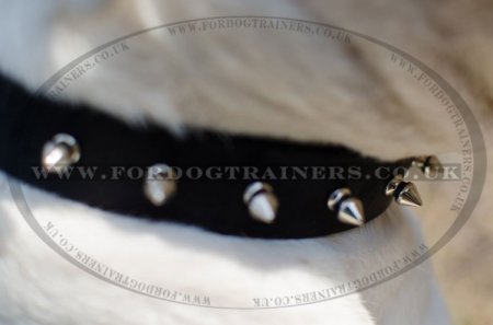 "Bow-Wow" Exclusive Leather Dog Collar For American Bully With Spikes