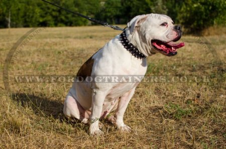"Thorns Of Roses" Studded Nylon Dog Collar For American Bulldog