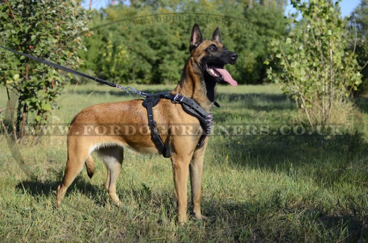 Belgian Malinois Dog Harness with Spikes
