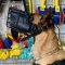 K9 Dog Muzzle for Belgian Malinois Agiation Training