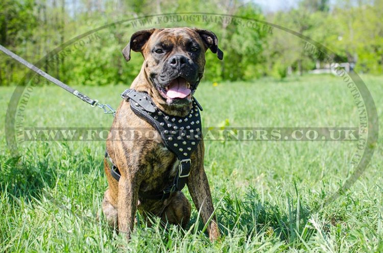 Boxer Dog Leather Harness Padded & Adorned with Pyraminds Hand Made