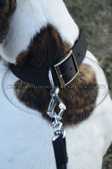 "Modesty" Multifunctional 2 Ply Nylon Collar For American Bulldog