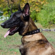 Large Leather Spiked Dog Collar 1 1/4' Wide for Belgian Malinois