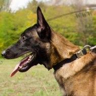 Reliable Quick Release Nylon Dog Collar for Belgian Malinois