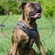 The Best Boxer Dog Walking Harness