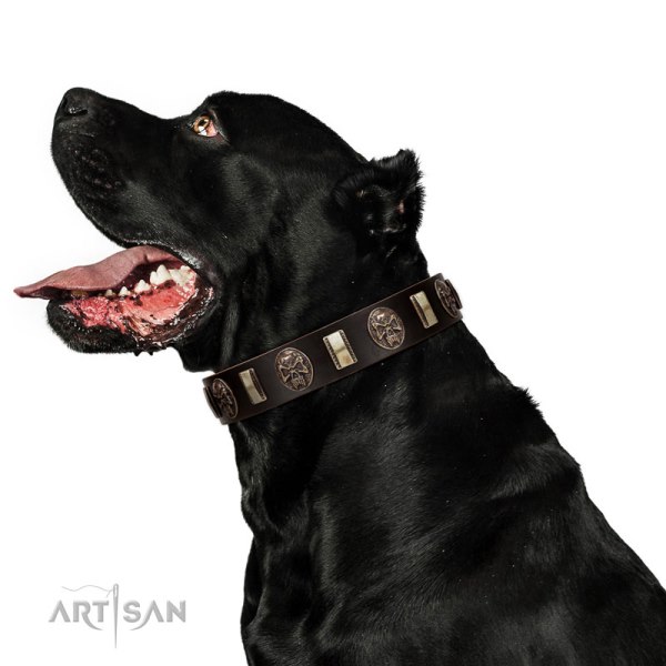 Cane Corso Collars for Big Dogs