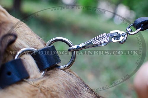 Cane Corso Leather Dog Collar for Training