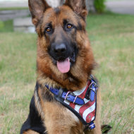 Handmade German Shepherd Harness with Painting "American Pride"