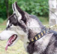 Husky Puppy Dog Collar for Sale | Soft Leather Dog Collar