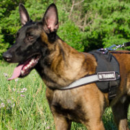 Belgian Shepherd Malinois