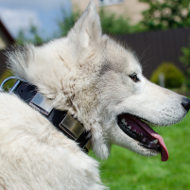 Leather Dog Collar with Plates for Husky