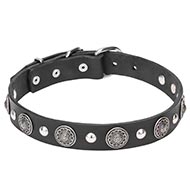 New Beautiful Dog Collar with Studs and Flowers