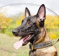 Royal Dog Collars for Belgian Shepherd Malinois!