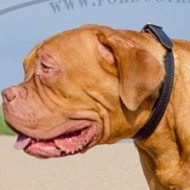 Leather Collar Choker with Buckle for Dogue De Bordeaux Training