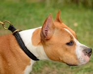 New Braided Leather Choke Collar for Staffordshire Bull Terrier