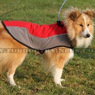 The Best Dog Harness for Sheltie | Shetland Sheepdog Jacket