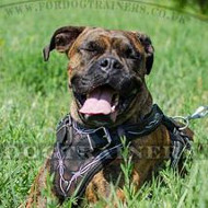 Boxer Dog Training Harness will Help Control Your Strong Beast!