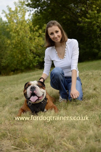 English Bulldog Harness UK Bestseller